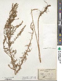 Artemisia dracunculus image