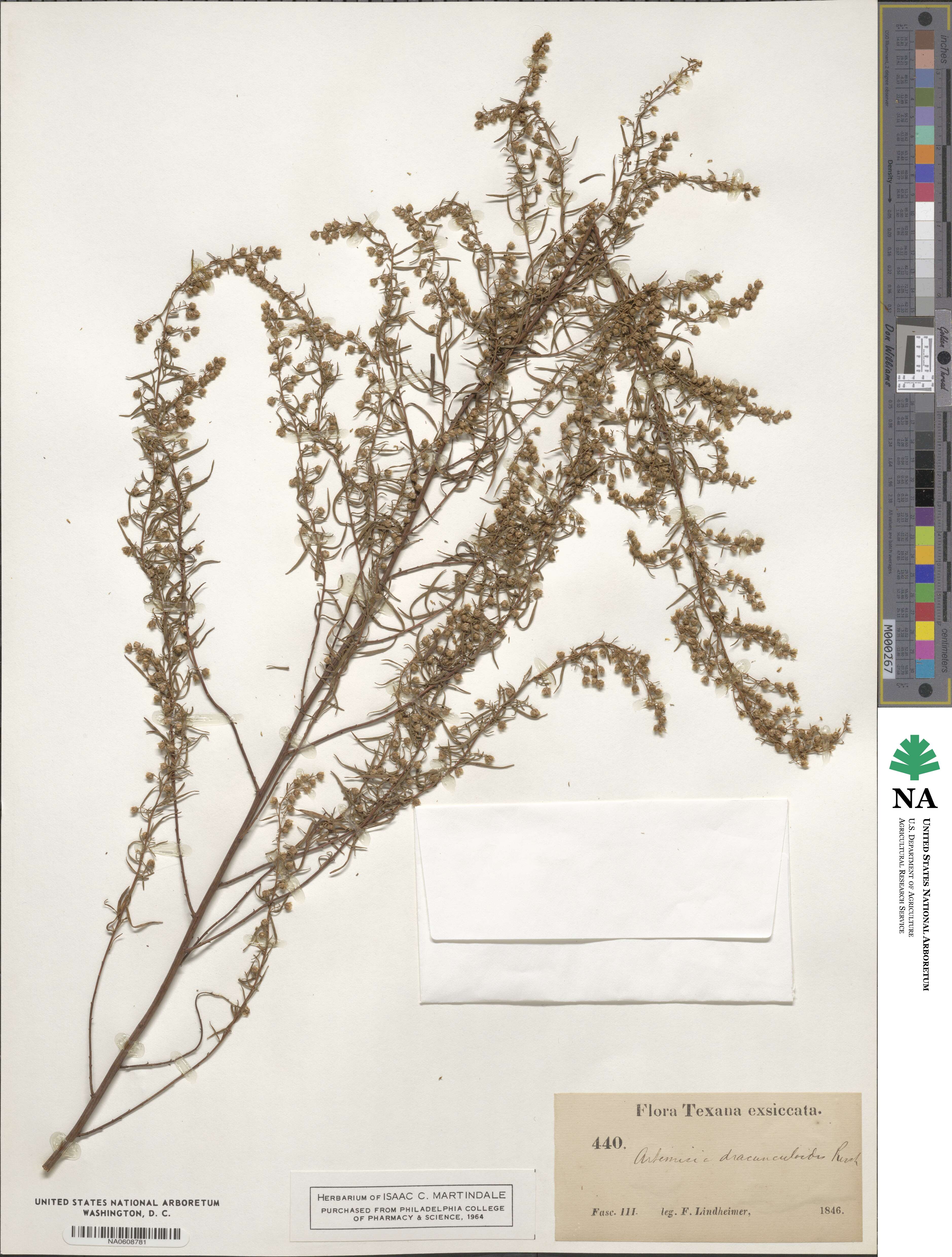 Artemisia dracunculus image