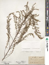 Artemisia dracunculus image