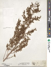 Artemisia dracunculus image