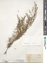 Artemisia dracunculus image