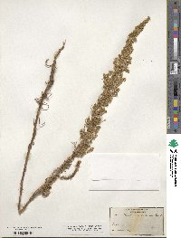 Artemisia dracunculus image