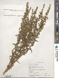 Artemisia dracunculus image