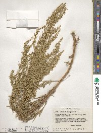 Artemisia dracunculus image