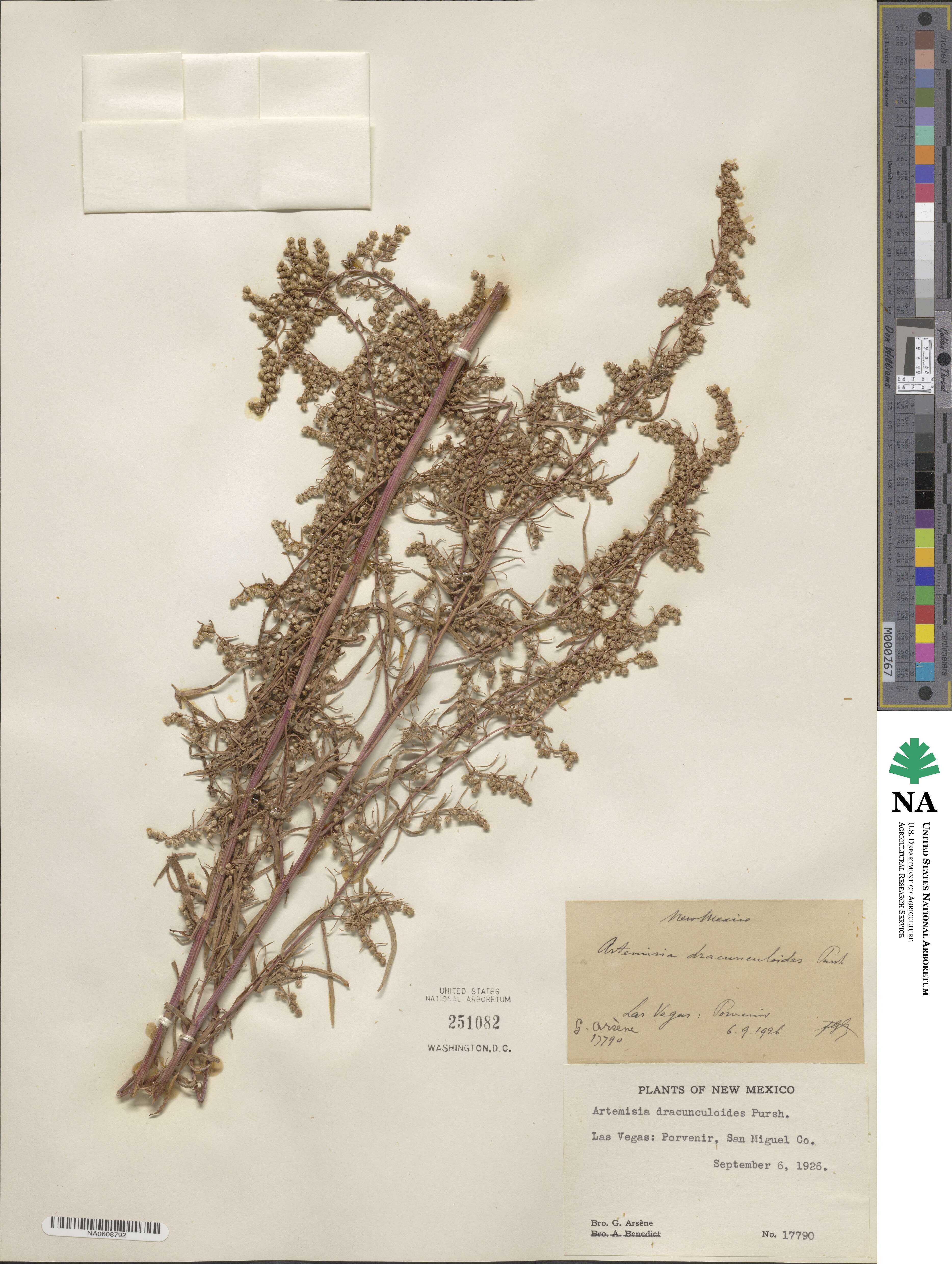 Artemisia dracunculus image