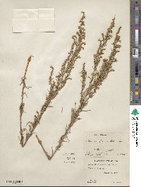 Artemisia dracunculus image