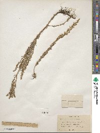 Artemisia dracunculus image