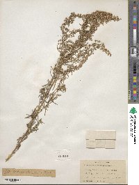 Artemisia dracunculus image