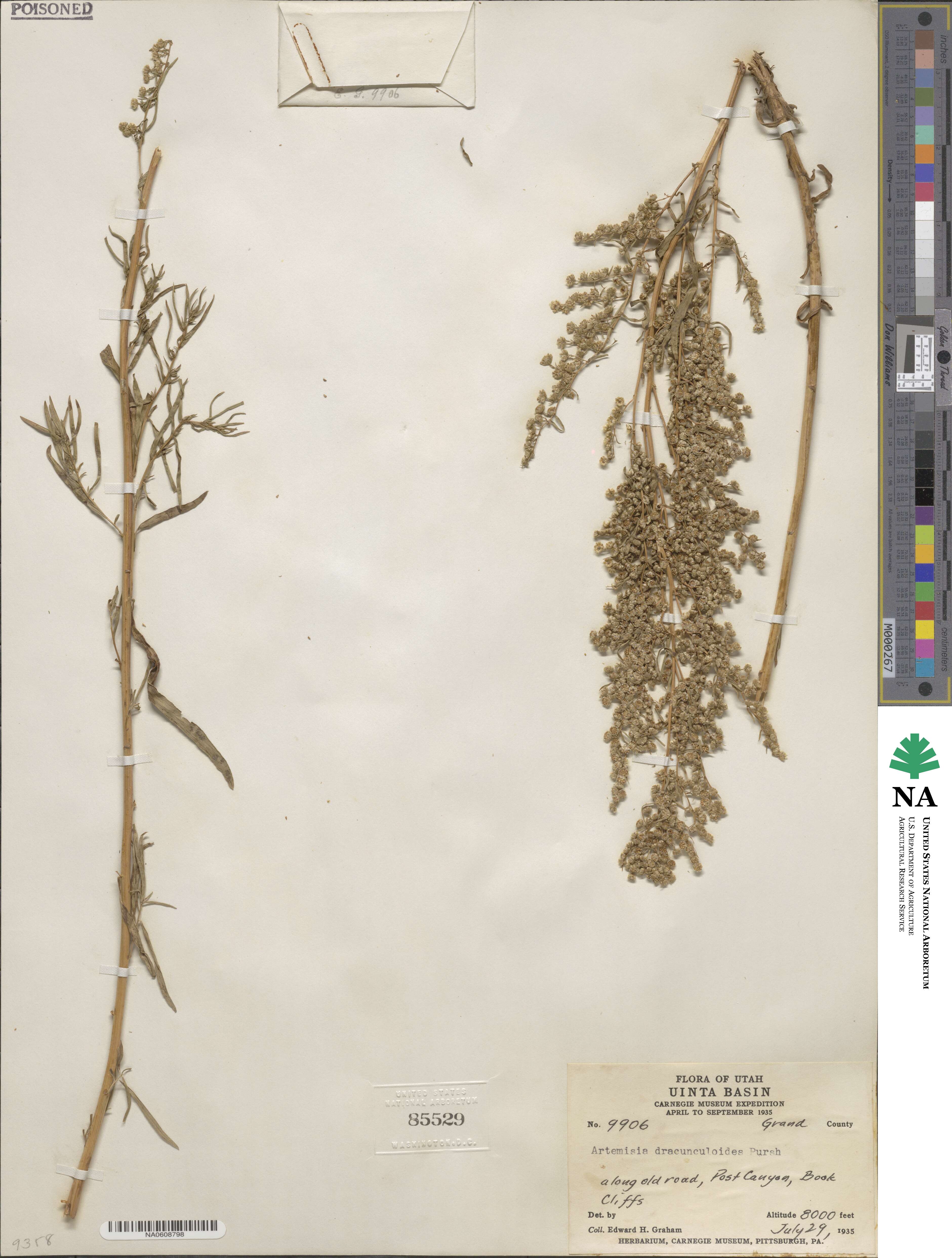 Artemisia dracunculus image