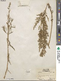 Artemisia dracunculus image