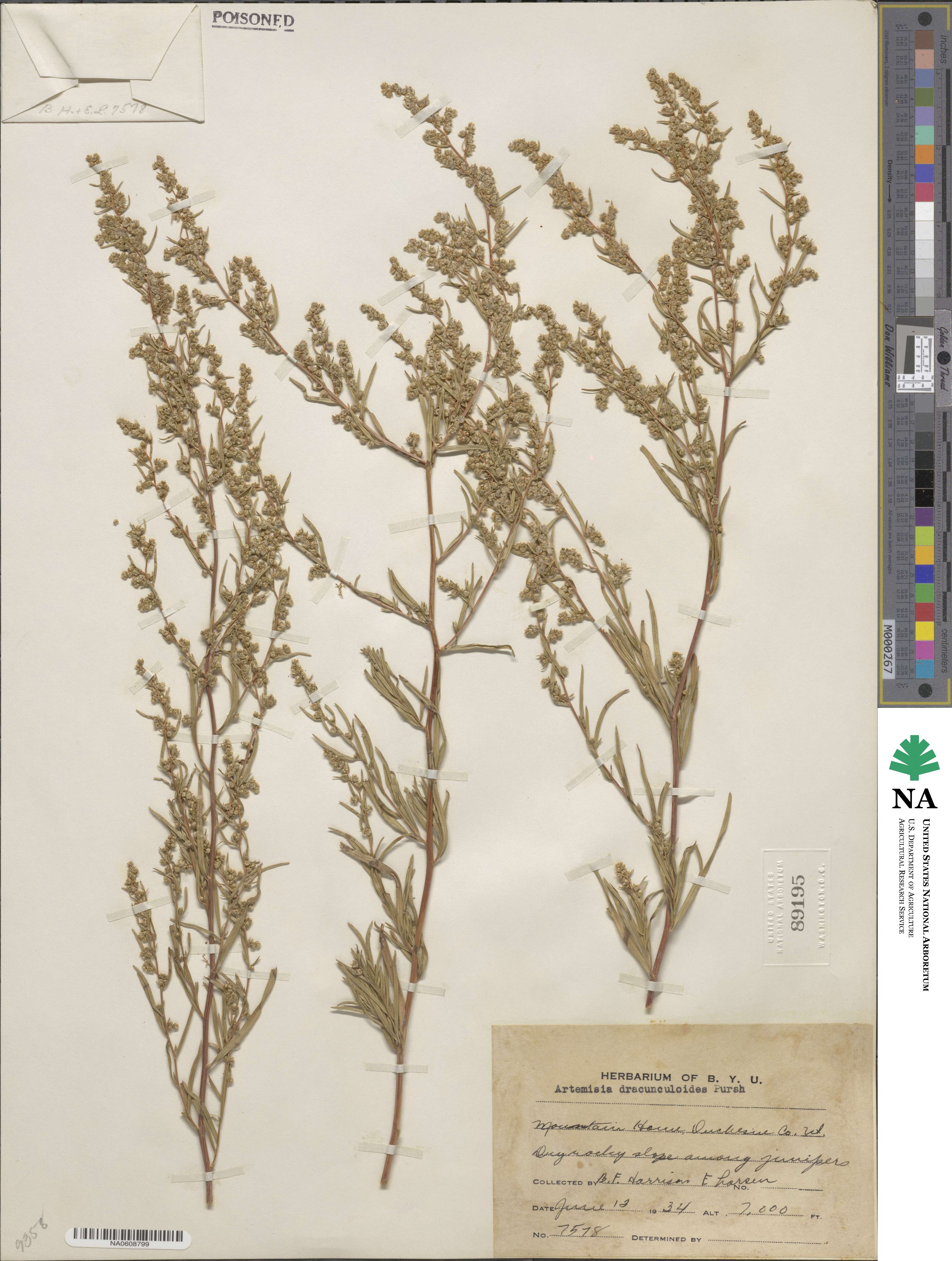 Artemisia dracunculus image