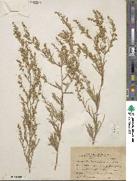 Artemisia dracunculus image