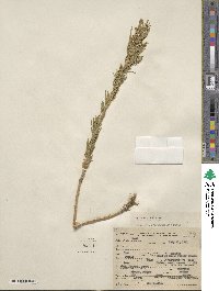 Artemisia dracunculus image