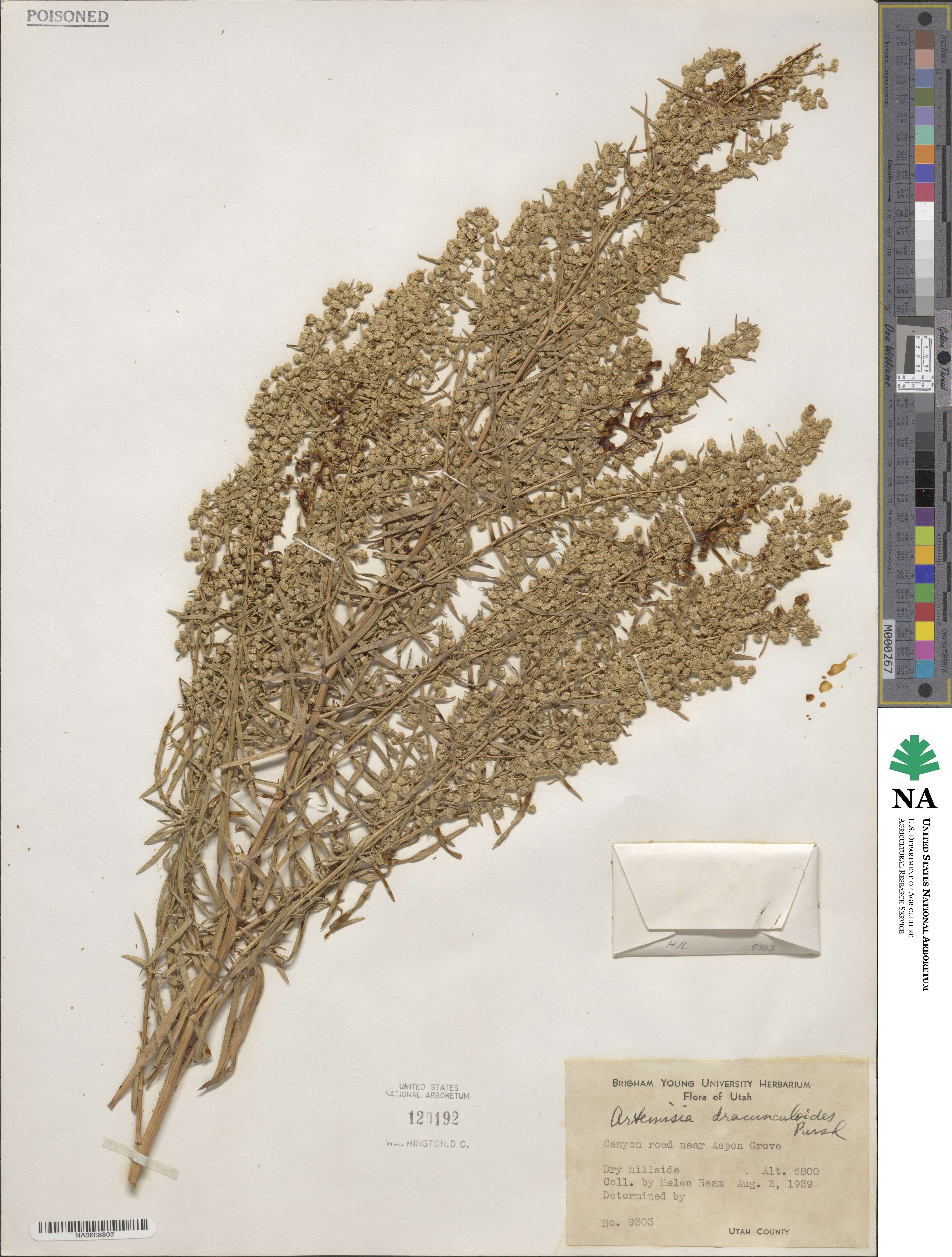 Artemisia dracunculus image