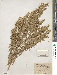 Artemisia dracunculus image