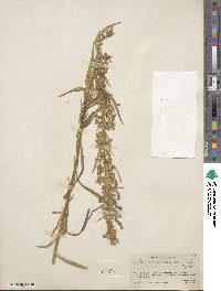 Artemisia dracunculus image