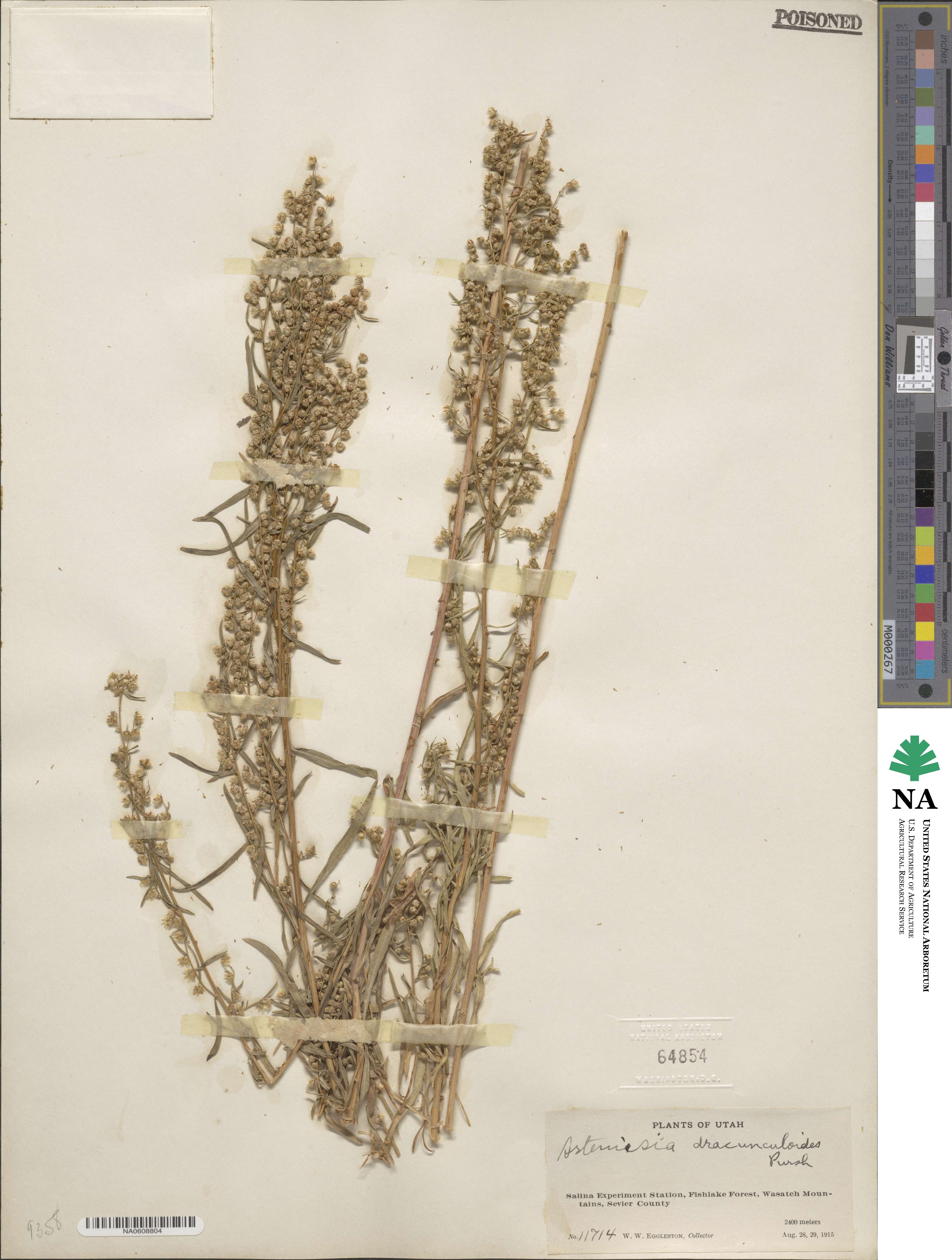 Artemisia dracunculus image