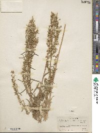 Artemisia dracunculus image