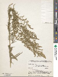 Artemisia glauca image