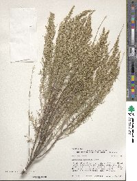 Artemisia filifolia image