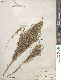 Artemisia filifolia image