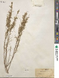 Artemisia filifolia image