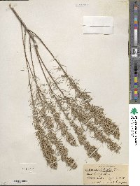 Artemisia filifolia image