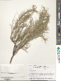 Artemisia filifolia image