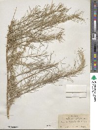 Artemisia filifolia image