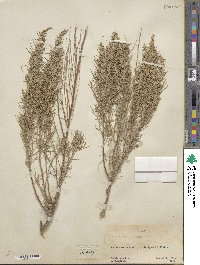 Artemisia filifolia image