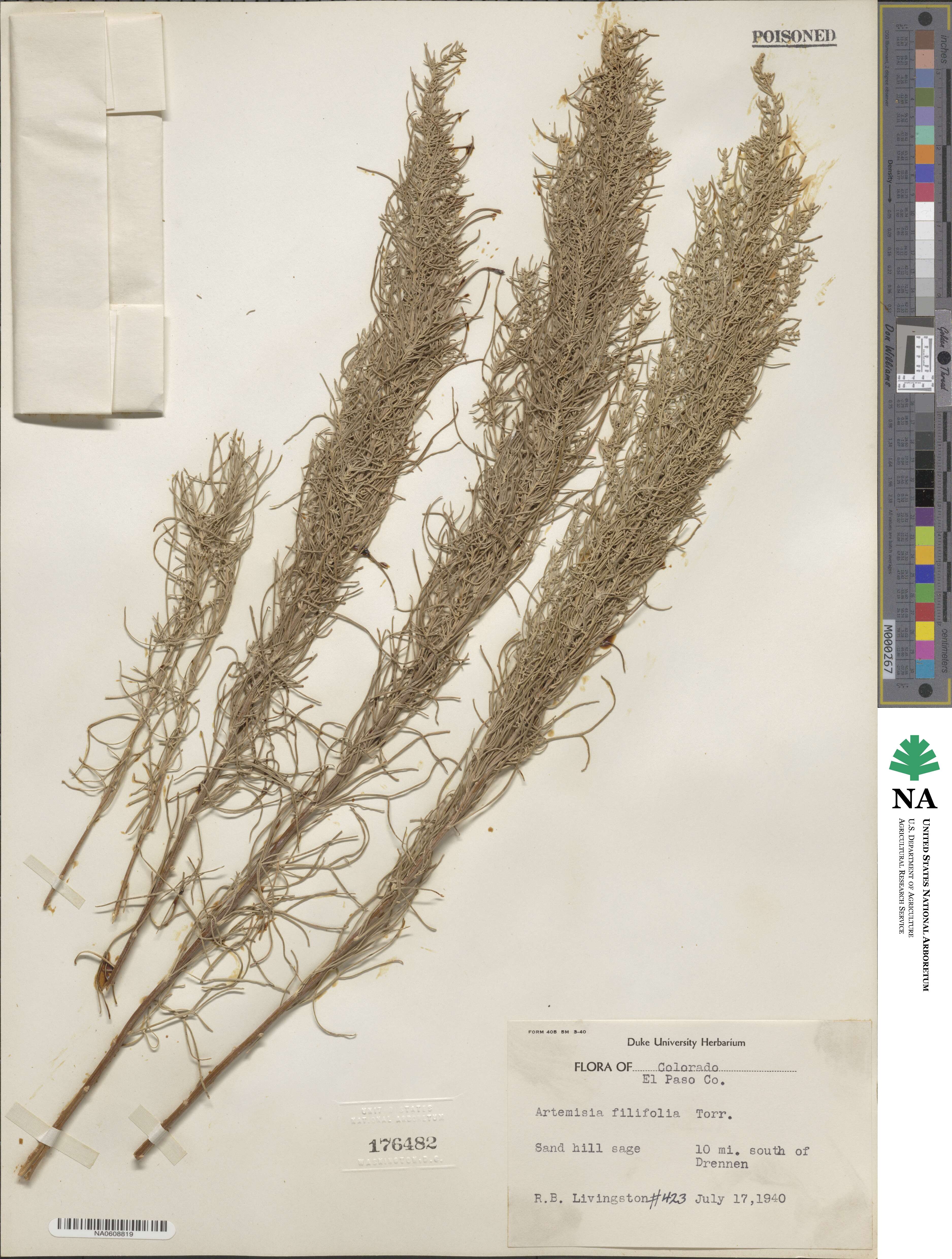 Artemisia filifolia image