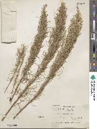 Artemisia filifolia image