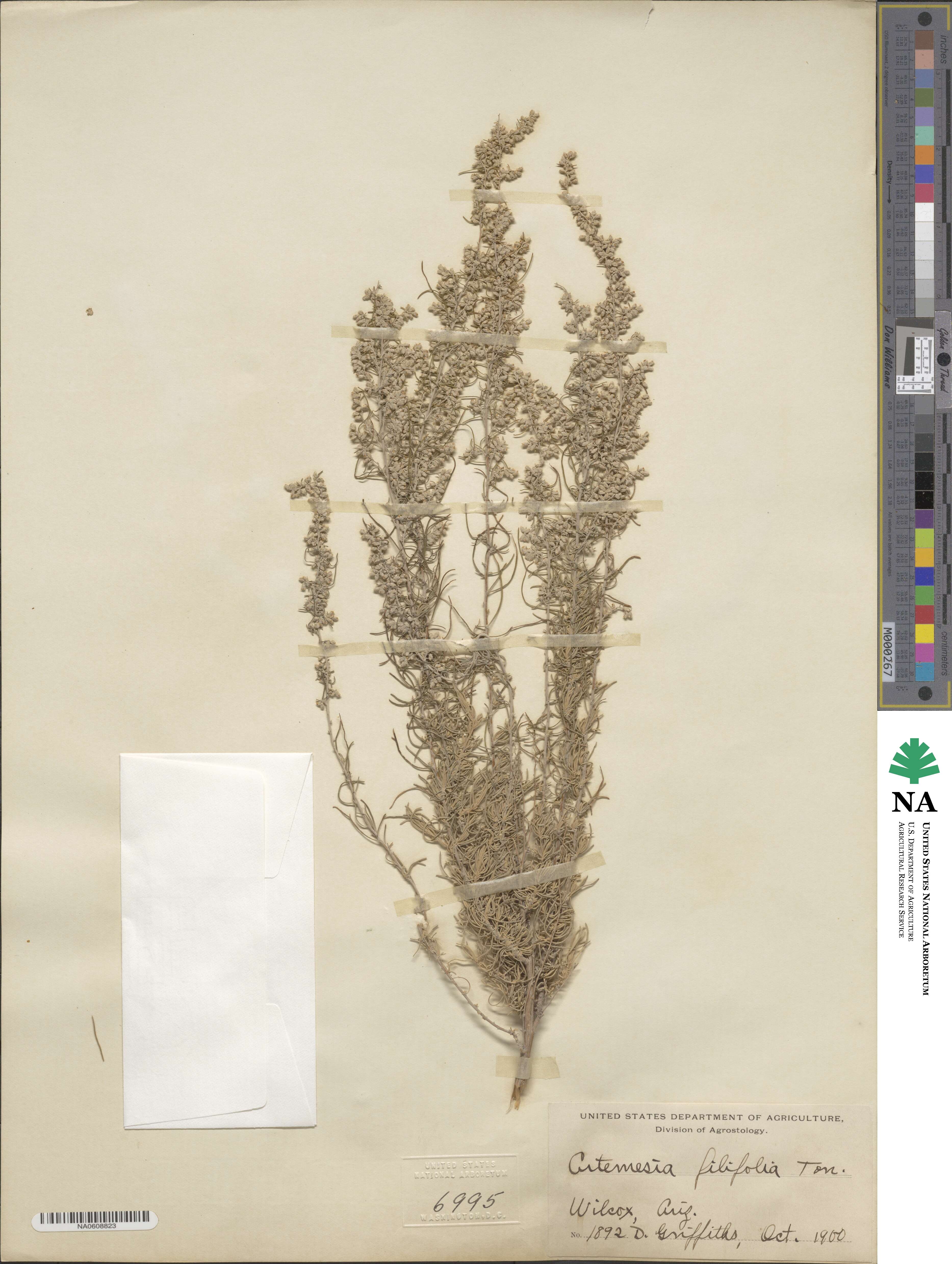 Artemisia filifolia image