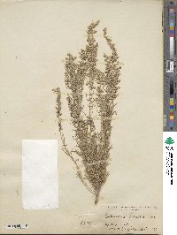 Artemisia filifolia image