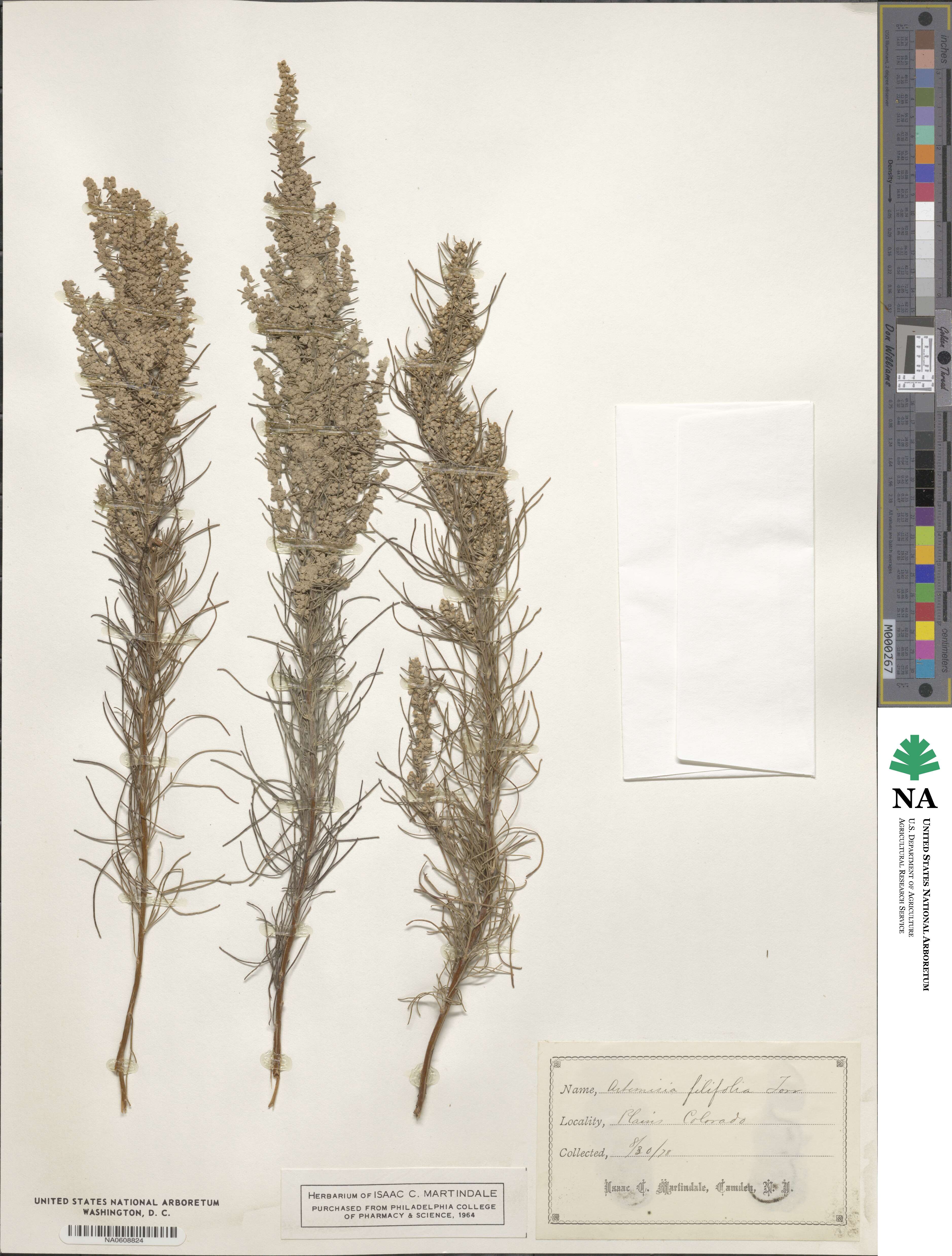 Artemisia filifolia image