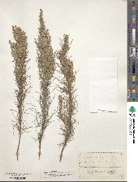 Artemisia filifolia image