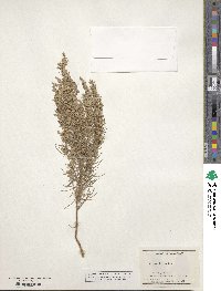 Artemisia filifolia image