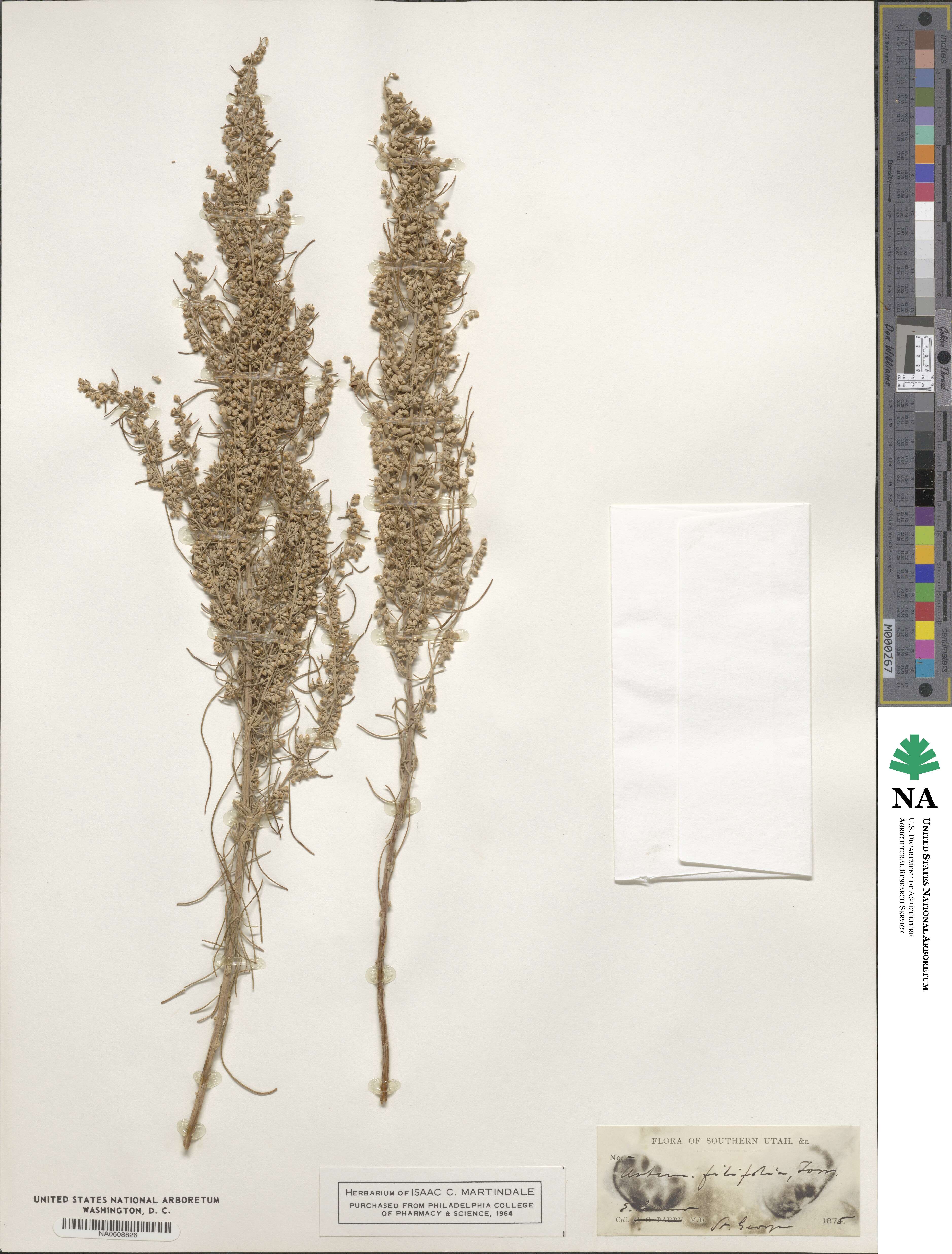 Artemisia filifolia image