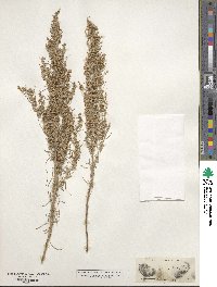 Artemisia filifolia image