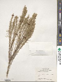 Artemisia filifolia image