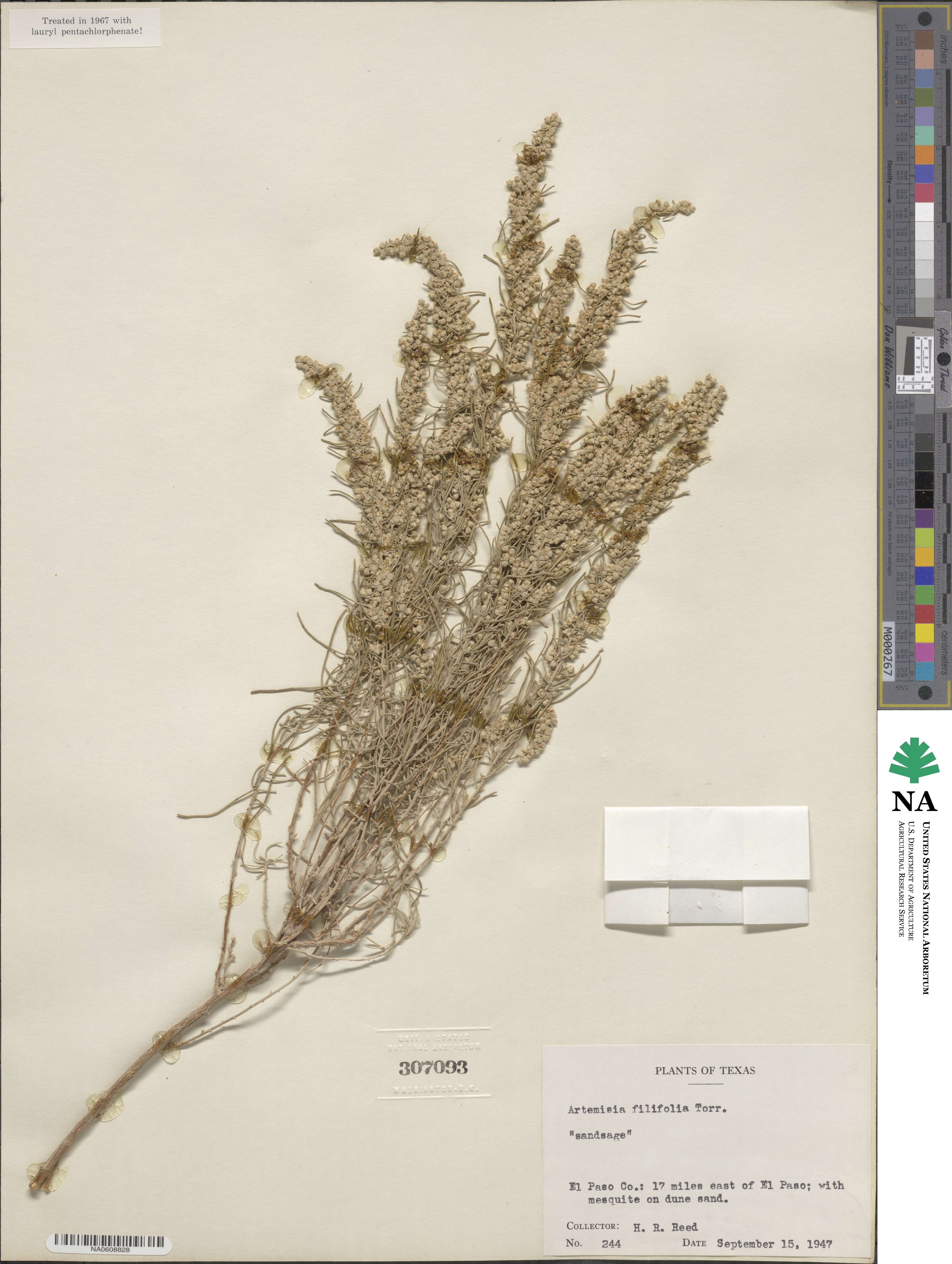 Artemisia filifolia image