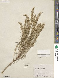 Artemisia filifolia image