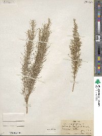 Artemisia filifolia image