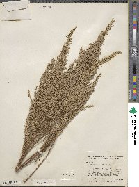 Artemisia filifolia image