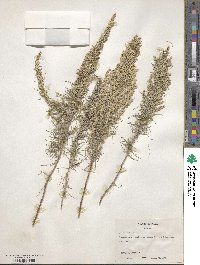 Artemisia filifolia image