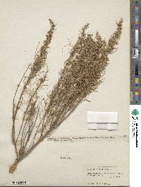 Artemisia filifolia image