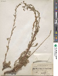 Artemisia canadensis image