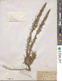 Artemisia canadensis image