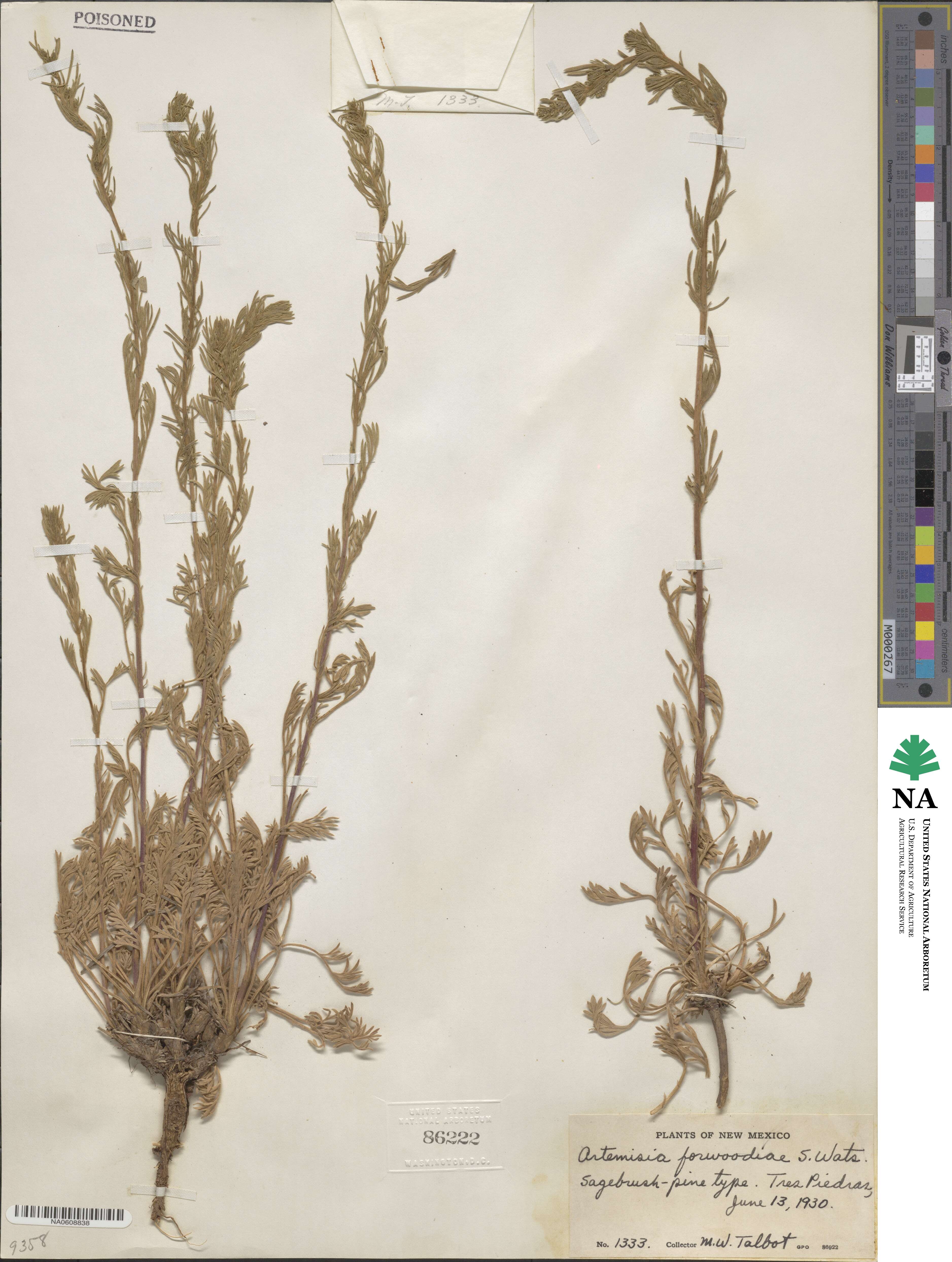 Artemisia canadensis image