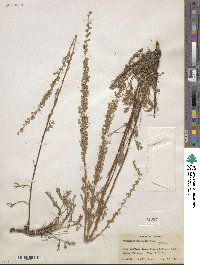 Artemisia canadensis image